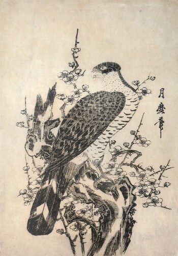 Hawk and Blossoming Plum Tree by Tsukimaro, Woodblock Print