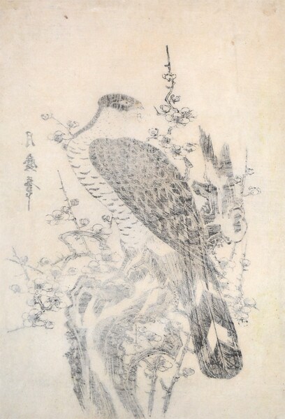 Hawk and Blossoming Plum Tree by Tsukimaro, Woodblock Print