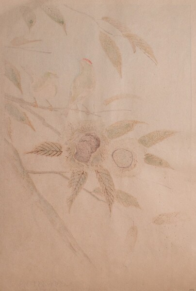 Rubycrowned and Goldencrowned Kinglets and Chestnut by Ashikaga, Shizuo, Woodblock Print