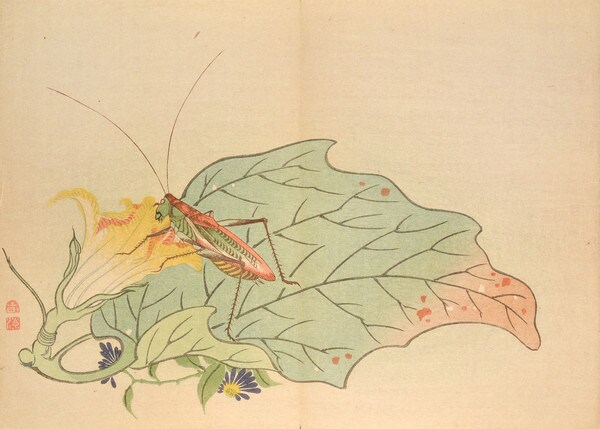 Grasshopper and Flowering Squash by Mori, Shunkei, Woodblock Print