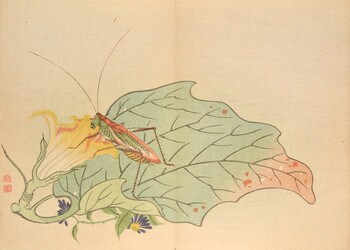 Grasshopper and Flowering Squash by Mori, Shunkei, Woodblock Print