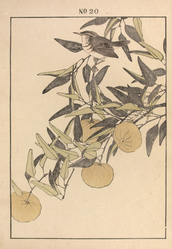 Streaked Fantail Warbler and Mandarin Orange by Keinen, Woodblock Print