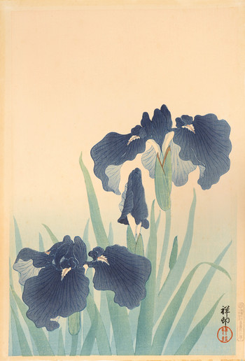 Flowering Iris by Shoson, Woodblock Print