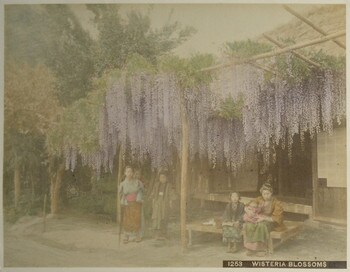Wisteria Blossoms by Unsigned / Unknown Artist, Photography