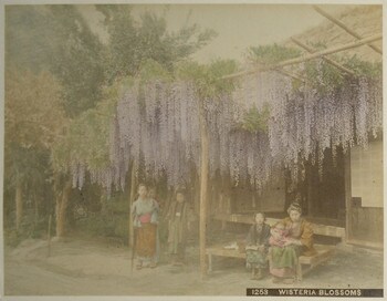 Wisteria Blossoms by Unsigned / Unknown Artist, Photography