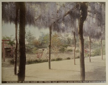 Wisteria at Nikko Kaido 500 Years Old Cobere 4000 Square Feet Blossoms... by Unsigned / Unknown Artist, Photography