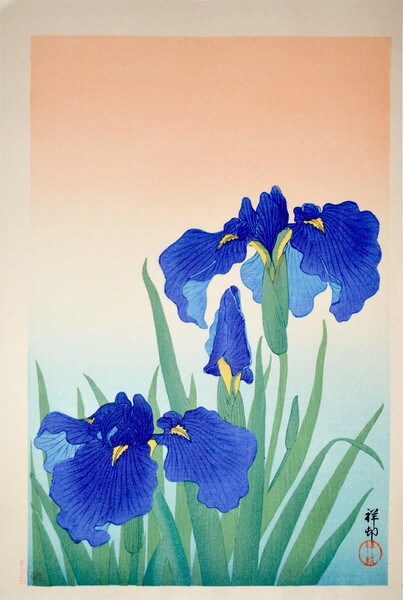 Flowering Iris by Shoson, Woodblock Print