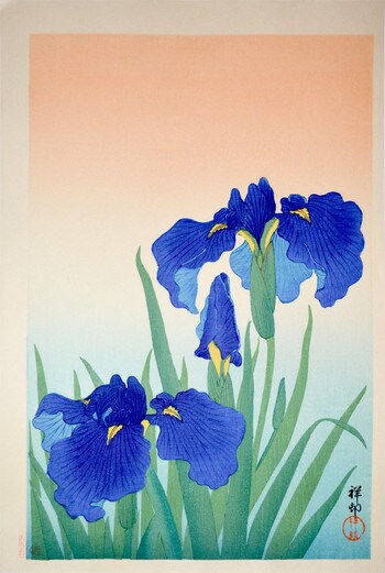 Flowering Iris by Shoson, Woodblock Print