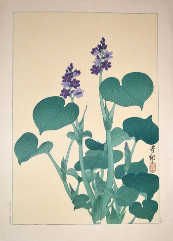 Purple Flowering Hosta by Hoson, Woodblock Print