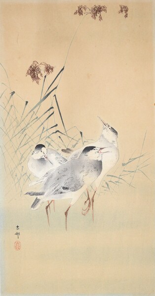 Three Sandpipers in Shallow Water by Koson, Woodblock Print