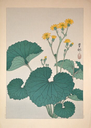 Flowering Ligularia by Hoson, Woodblock Print