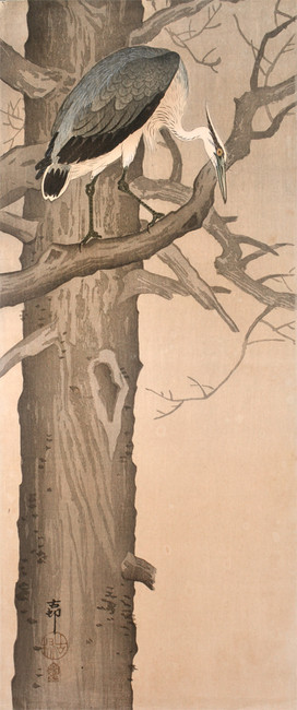 Grey Heron Looking Down from a Tree by Koson, Woodblock Print