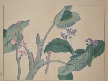 Iwatabako and Mitsukashiwa by Hoitsu, Woodblock Print