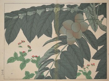 Walnut and Water Pepper by Hoitsu, Woodblock Print