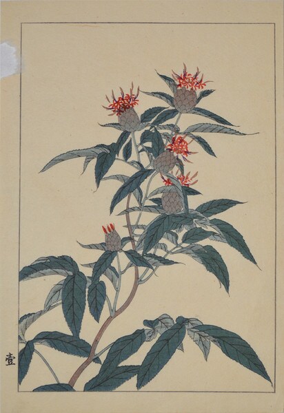 Autumn Flower by Hoitsu, Woodblock Print