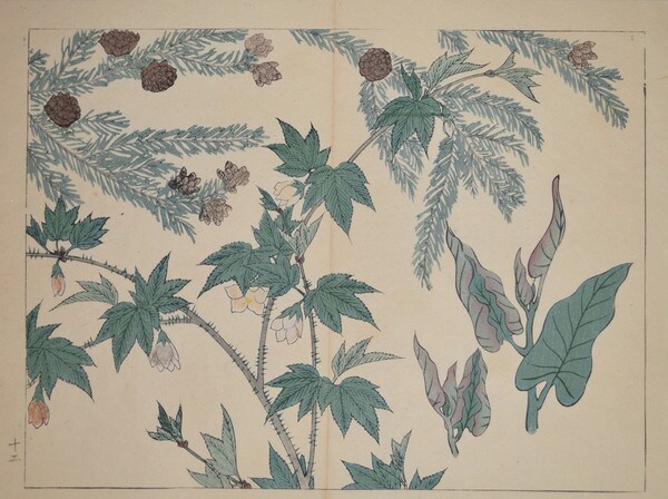 Wild Berry and Flowering Japanese Cedar by Hoitsu, Woodblock Print