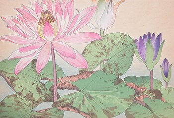 Water Lily by Tanigami, Konan, Woodblock Print