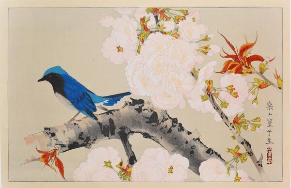 Blue Bird and Cherry Blossoms by Rakusan (Rakuzan), Woodblock Print
