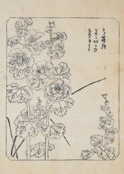 Cotton Rose for Lacquer Design by Unsigned / Unknown Artist, Woodblock Print