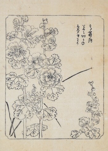 Cotton Rose for Lacquer Design by Unsigned / Unknown Artist, Woodblock Print