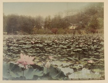 Lotus Flowers at Kamakura by Tamamura, Kozaburo, Photography