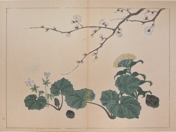 White Plum, Butterbur and Shibateranthis by Hoitsu, Woodblock Print