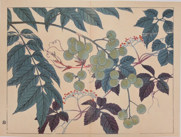 Mukuroji Berry and Yabukauji by Hoitsu, Woodblock Print