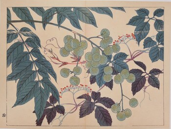Mukuroji Berry and Yabukauji by Hoitsu, Woodblock Print