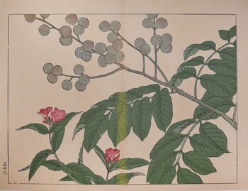 Longan Pulp and Kozakura by Hoitsu, Woodblock Print