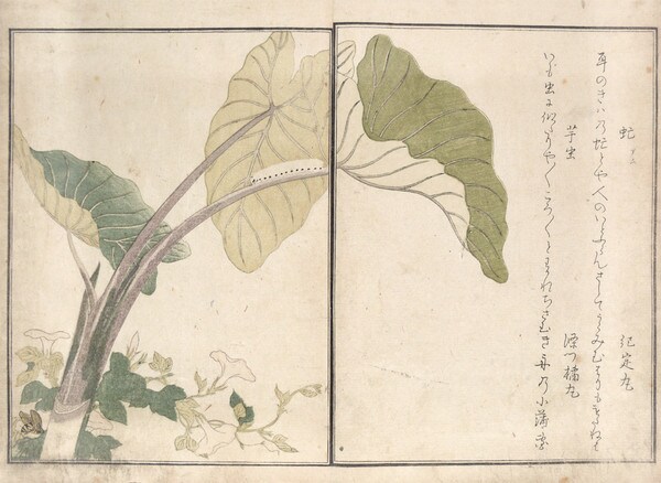Horsefly and Green Caterpillar by Utamaro, Woodblock Print