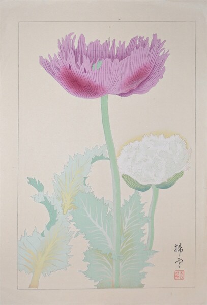 Papven Somniferum (Opium Poppy) by Chigusa, Soun, Woodblock Print