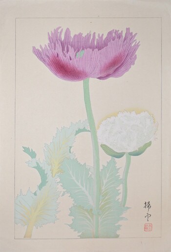 Papven Somniferum (Opium Poppy) by Chigusa, Soun, Woodblock Print