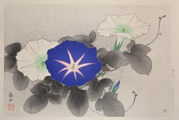 Morning Glories by Ide, Gakusui, Woodblock Print