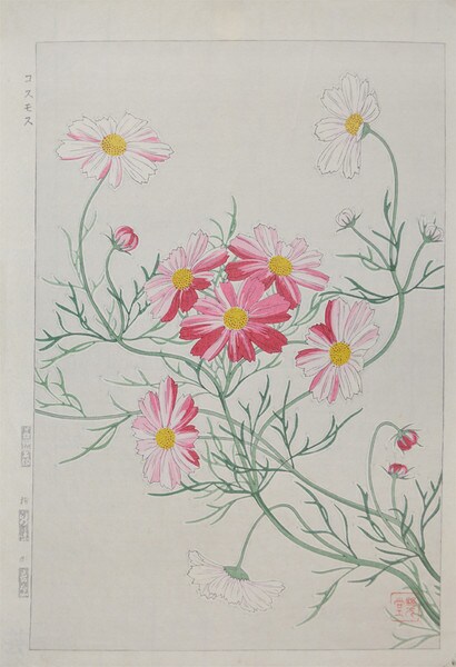 Pink Cosmos by Kawarazaki, Shodo, Woodblock Print