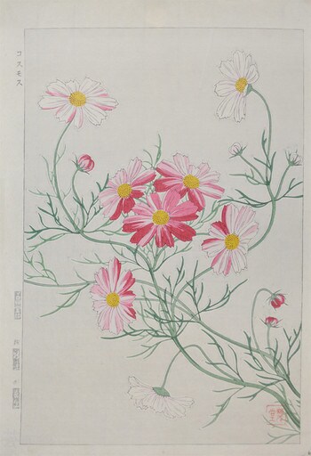 Pink Cosmos by Kawarazaki, Shodo, Woodblock Print