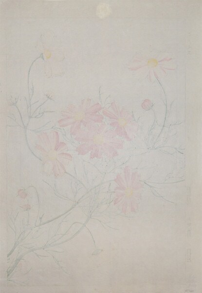 Pink Cosmos by Kawarazaki, Shodo, Woodblock Print
