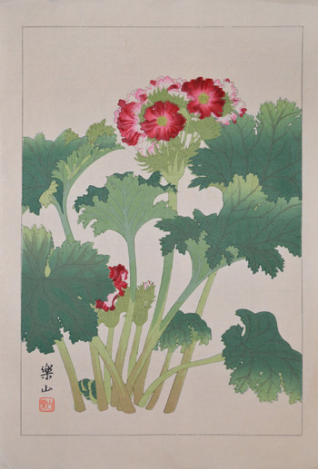Primula Sinensis by Chigusa, Soun, Woodblock Print