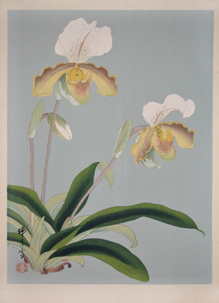 Orchid by Ikeda, Zuigetsu, Woodblock Print