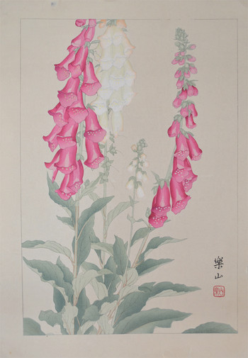 Foxglove by Chigusa, Soun, Woodblock Print