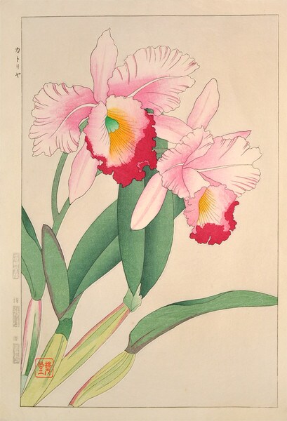Cattleya Orchid by Kawarazaki, Shodo, Woodblock Print