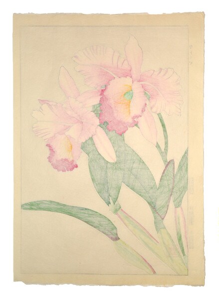 Cattleya Orchid by Kawarazaki, Shodo, Woodblock Print