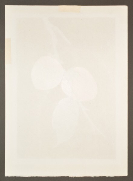 Persimmon No 3 by Namiki, Hajime, Silkscreen