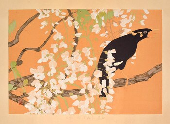 White Wisteria and Hill Myna (Late Spring) by Rakusan (Rakuzan), Woodblock Print