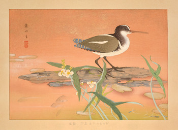 Arrowhead and Painted Snipe (Midsummer) by Rakusan (Rakuzan), Woodblock Print