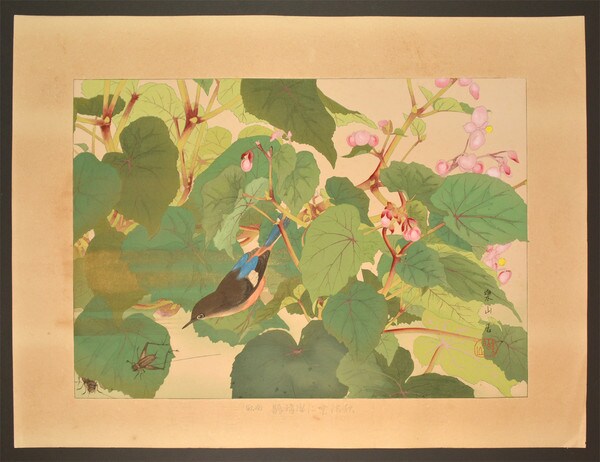 Begonia and Bluechat (Late Autumn) by Rakusan (Rakuzan), Woodblock Print