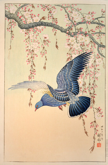 Pigeon in Flight and Blossoming Cherry Tree by Shoson, Woodblock Print