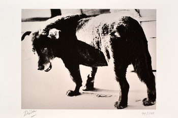 Stray Dog, Misawa, 1971 by Moriyama, Daido, Photography