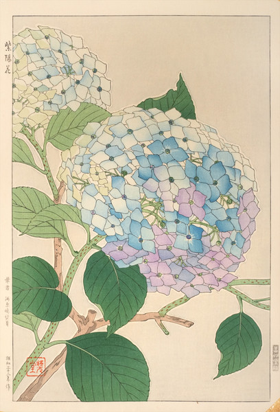 Hydrangea by Kawarazaki, Shodo, Woodblock Print