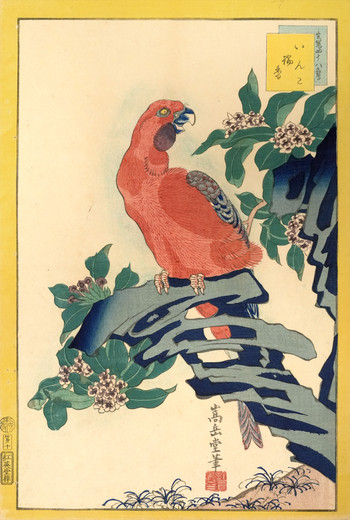 Macaw and Aloe (No. 10) by Sugakudo, Woodblock Print