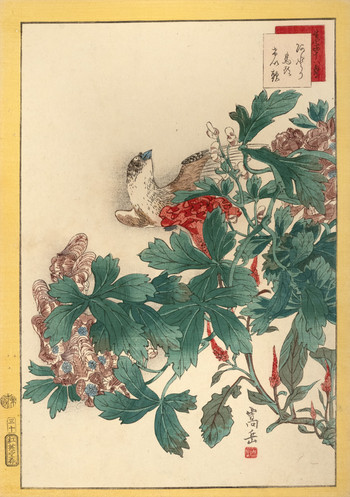 Mountain Finch, Aconite, Cockscomb (No. 30) by Sugakudo, Woodblock Print